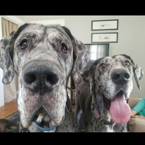 Meet your Posher, Susan